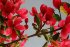 цветущая ветка сакуры  (с подрисовкой) - PK7B0113-m.jpg