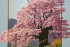 цветущая сакура (с подрисовкой) - PK7B3868-m.jpg