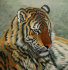 тигр на  зеленом фоне      - PK7B7071-m.jpg