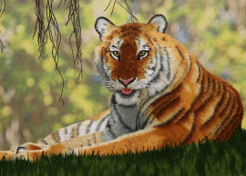 тигр на траве - PK7B3946-m.jpg