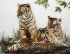 три тигрёнка - PK7B3891-m.jpg