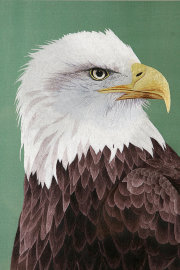 белоголовый орлан - PK7B1539-m.jpg