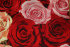 Картина вышитая шелком Пламя роз - PK7B4162-m.jpg
