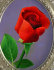 роза алая (в овале) - PK7B0066-1m.jpg
