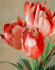 тюльпаны Мерилин - PK7B8793-m.jpg