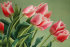 тюльпаны "Утренняя нежность" - PK7B1498-m.jpg