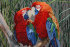 любовь (попугаи)   - PK7B5878-m.jpg