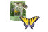 Бабочка в банке: желтый парусник - bab-y-1.jpg