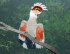 попугай «Какаду Инка» - PK7B9020-msd.jpg