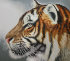 голова молодого тигра - PK7B3911-m.jpg