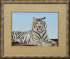 гордый белый тигр (редкий подвид, включен в Красную книгу) - PK7B4805-m.jpg