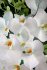 белая орхидея - PK7B3795-m.jpg