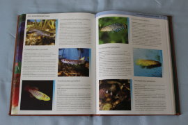 Аквариум : полный справочник : свыше 600 видов рыб и растений - 1180-1.jpg
