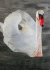 белый лебедь на пруду - PK7B4173-m.jpg