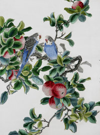 волнистые попугаи в яблоневом саду - PK7B6021-m.jpg