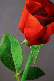 роза алая - PK7B1577-m.jpg