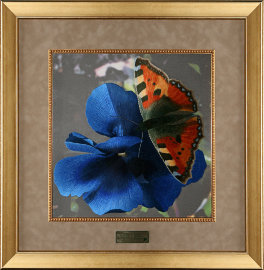 синий этюд (бабочка) - PK7B5366-m.jpg