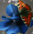 синий этюд (бабочка) - 2mbc.jpg