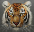 амурский тигр - PK7B3844-m.jpg