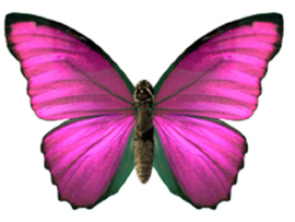Бабочка в банке: розовая морфа - 2012-03-03_003119.png