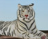 гордый белый тигр (редкий подвид, включен в Красную книгу) - 2mpb.jpg