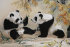 давай дружить!(детёныши панды) - PK7B3872-m.jpg